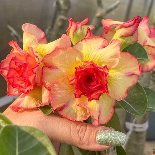 Adenium obesum THONG KE