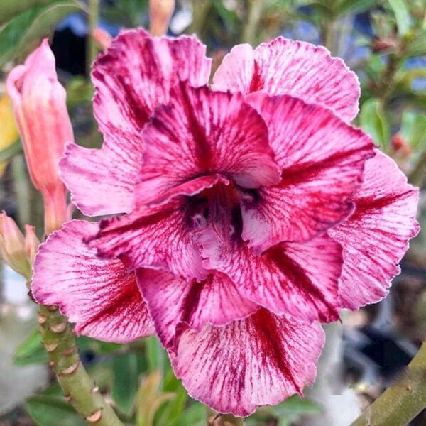 Adenium obesum THINK OF YOU