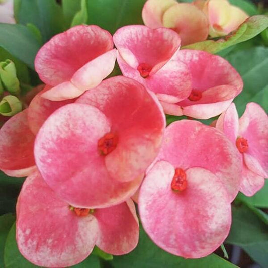 Euphorbia Milii THONG RAYA