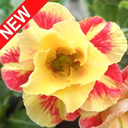 Adenium obesum THONG JAOSUA