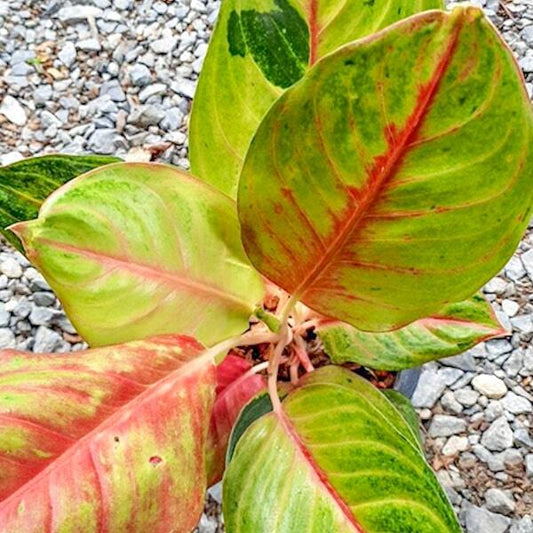Aglaonema THONG KAM PREW