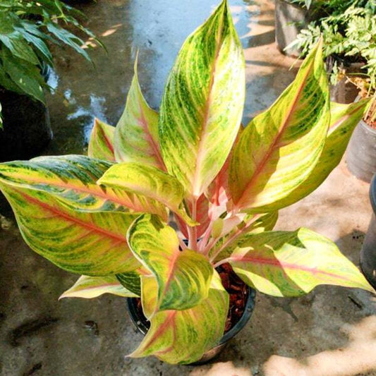 Aglaonema THONG LAIMA