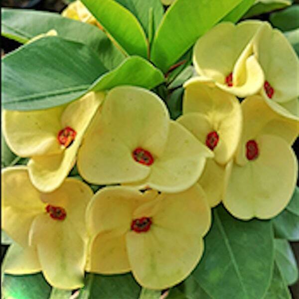 Euphorbia Milii THONG MAK