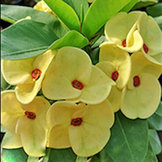 Euphorbia Milii THONG MAK