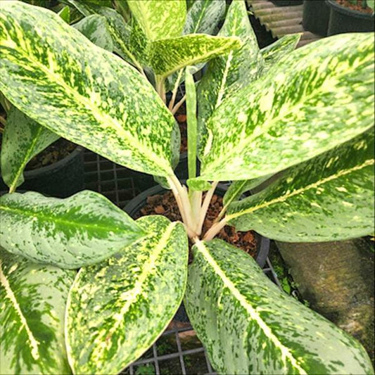 Aglaonema THONG NOP PHA KHUN