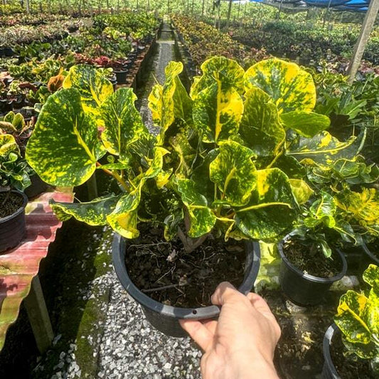 Croton THONG NOPPAKUN
