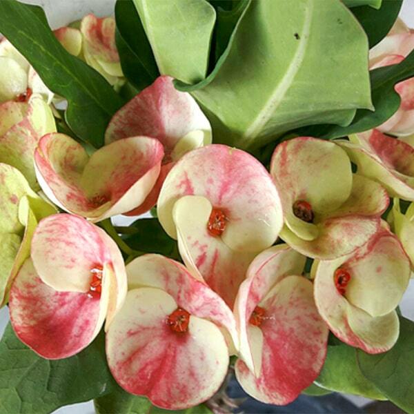 Euphorbia Milii THONG NUE KAO
