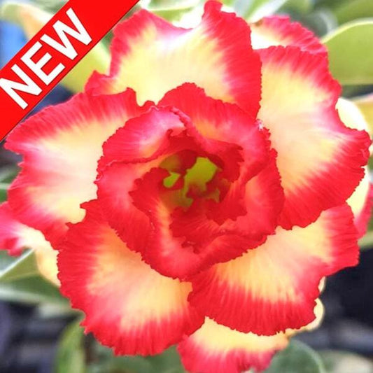 Adenium obesum THONG NUE KAO