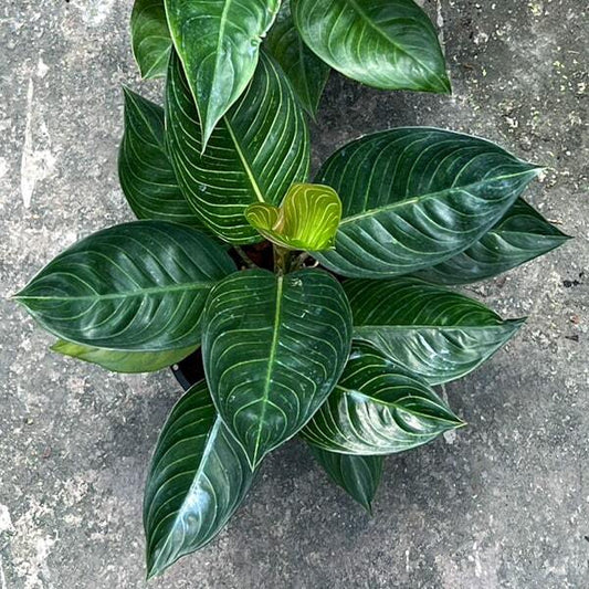 Aglaonema THONG PAN CHANG EMERALD