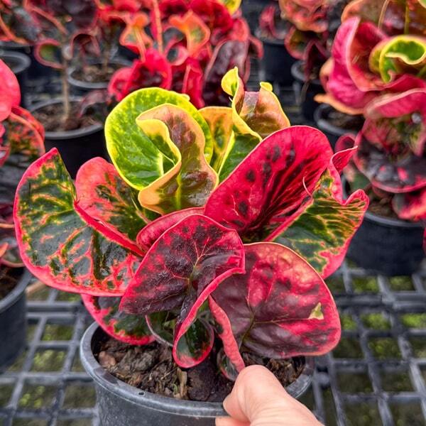 Croton THONG PHAN CHANG