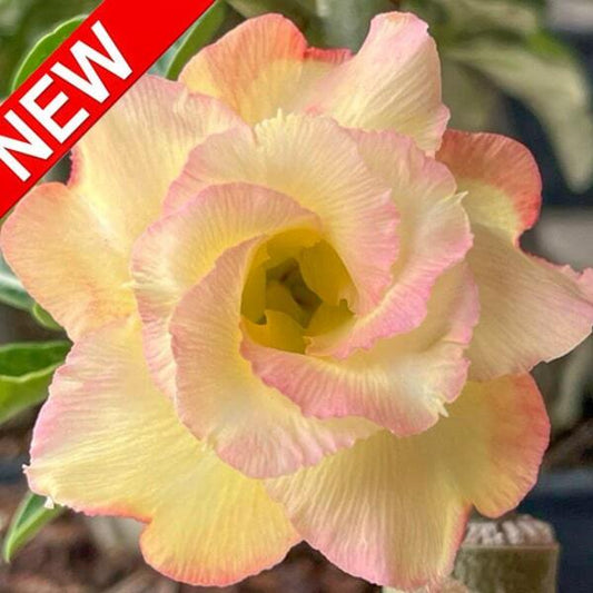 Adenium obesum THONG SAM SEE
