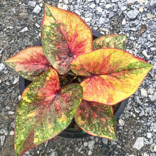 Caladium THONG SIAM