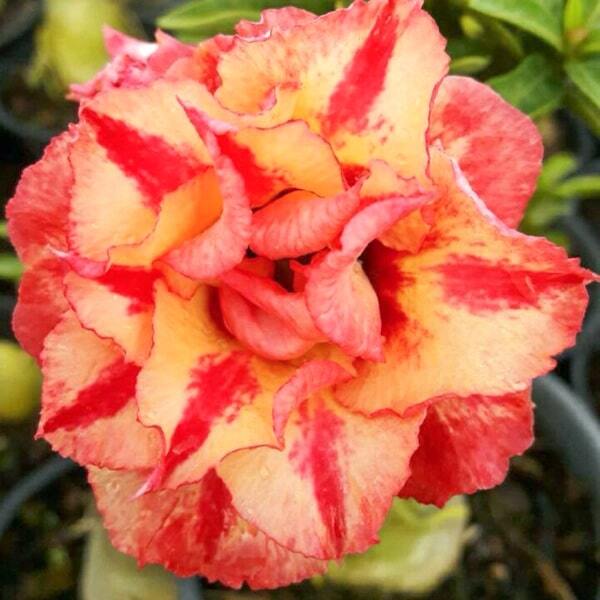 Adenium obesum THONG SUKJAI