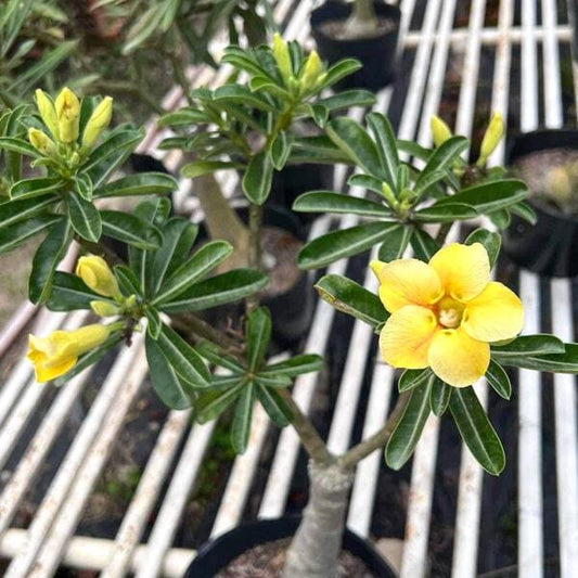 Adenium obesum THONG TAE