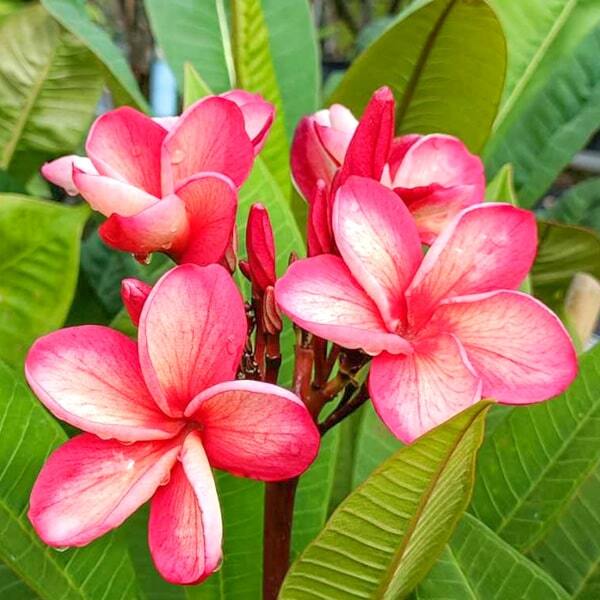 Plumeria THONG TAWEECHOK