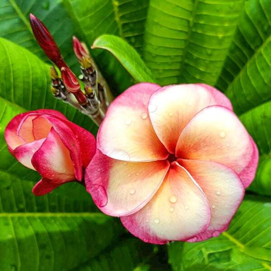 Plumeria THONG TAWEEKOON