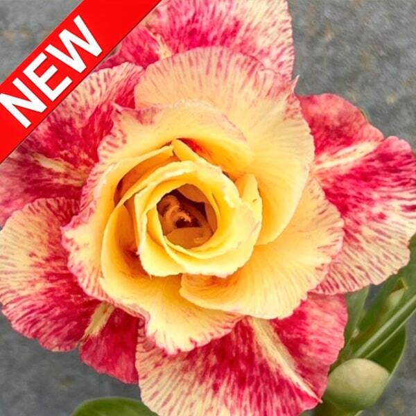 Adenium obesum THONG UMA