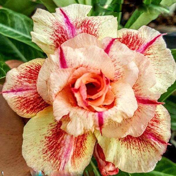 Adenium obesum THONG YOD