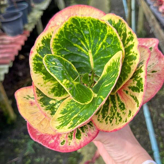 Croton THONG YOD CHAT