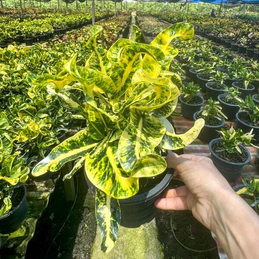 Croton THONGLOR