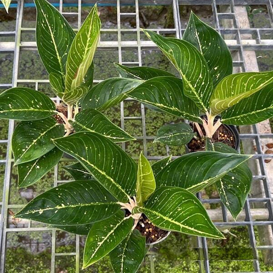 Aglaonema TIARA EMERALD