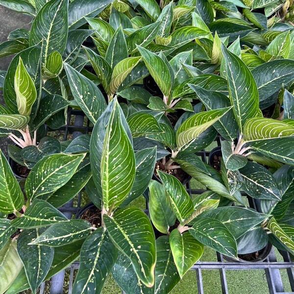 Aglaonema WHITE SPLASH TIARA
