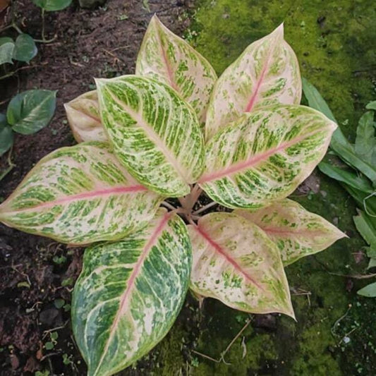 Aglaonema TIGER