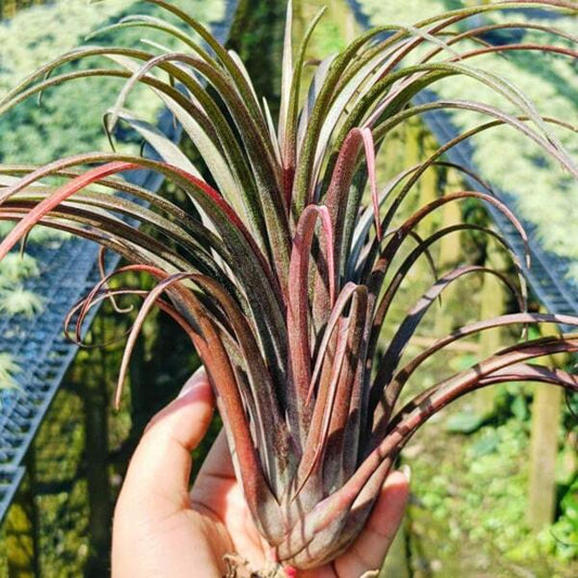 Tillandsia Timm's Outburst (capitata v. domingensis x ionantha Fuego) XL