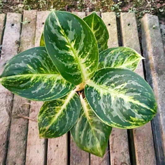 Aglaonema TOOL KLAO