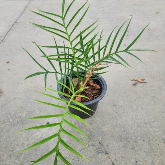 Philodendron TORTUM