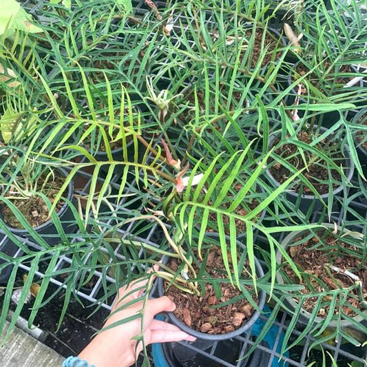 Philodendron TORTUM
