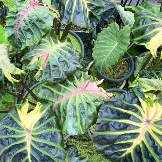 Colocasia TOSSAKAN