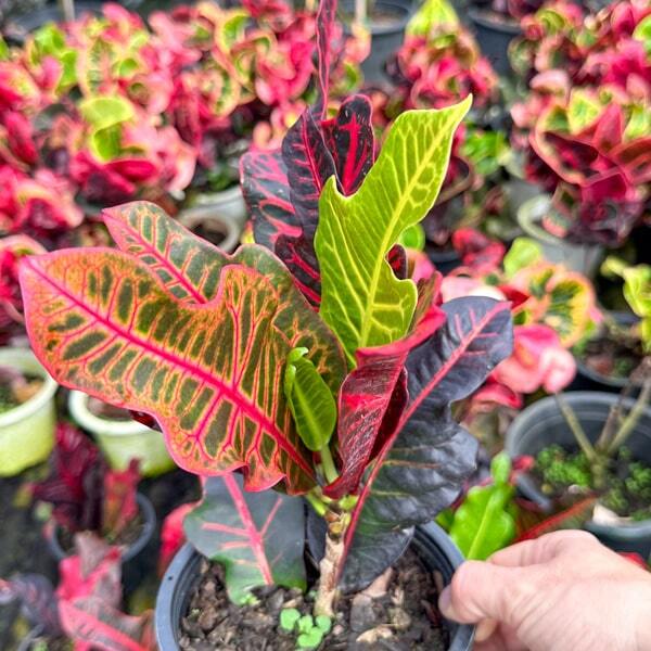 Croton TRI CHADA