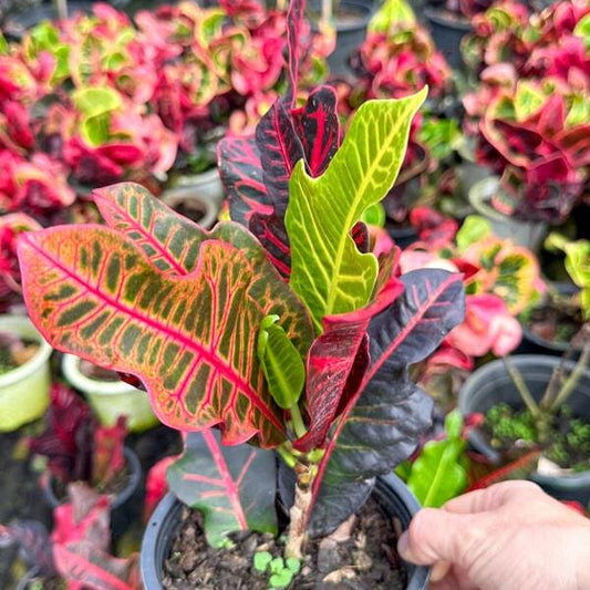 Croton TRI CHADA