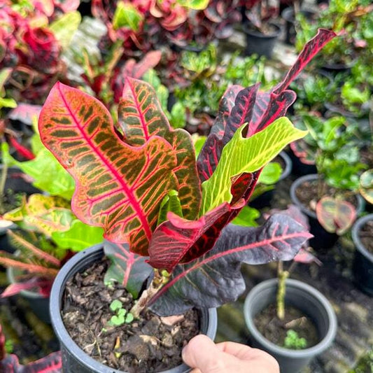 Croton TRI CHADA