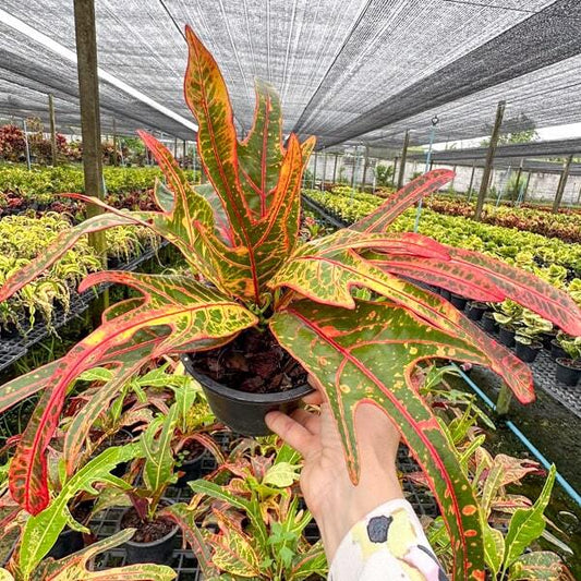 Croton TRI NAMTOK