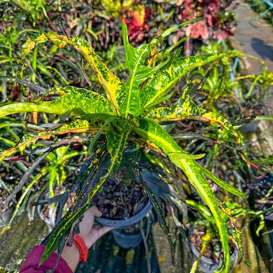 Croton TRI NAMTOK BORAN