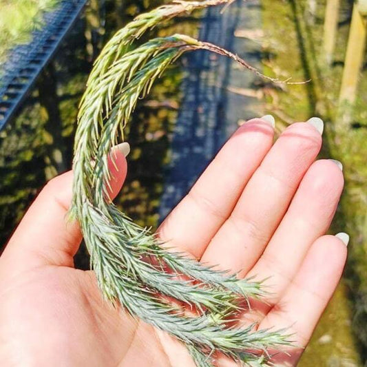 Tillandsia tricholepis (3 branches)