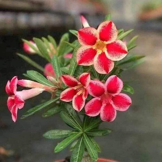 Adenium obesum TRICHINA