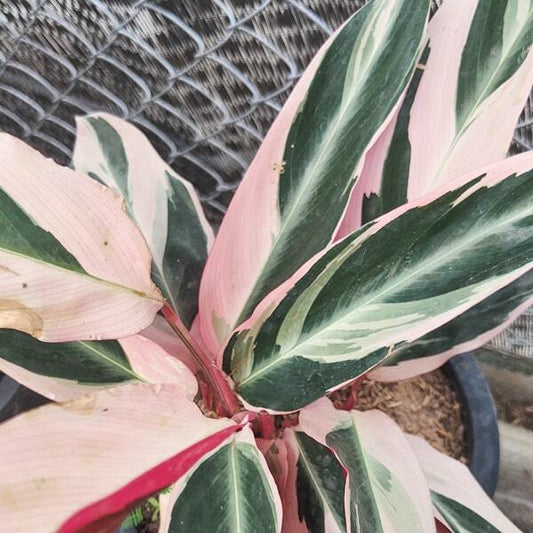 Ctenanthe OPPENHEIMIANA TRICOLOR