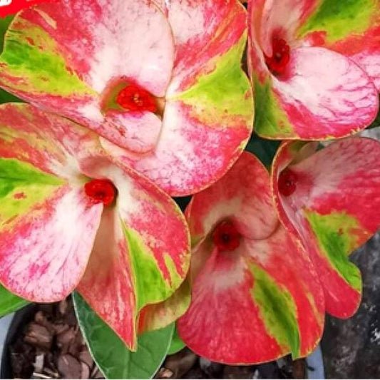 Euphorbia Milii TRIPPLE KINGS