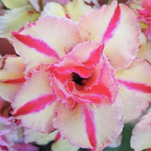 Adenium obesum TRIPLE RICH