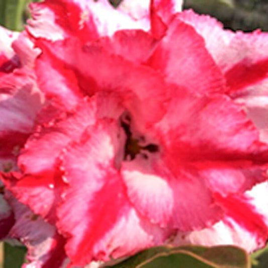 Adenium obesum TRIPPLE STAR