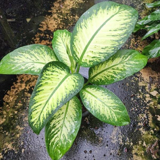 Dieffenbachia TROPIC SNOW