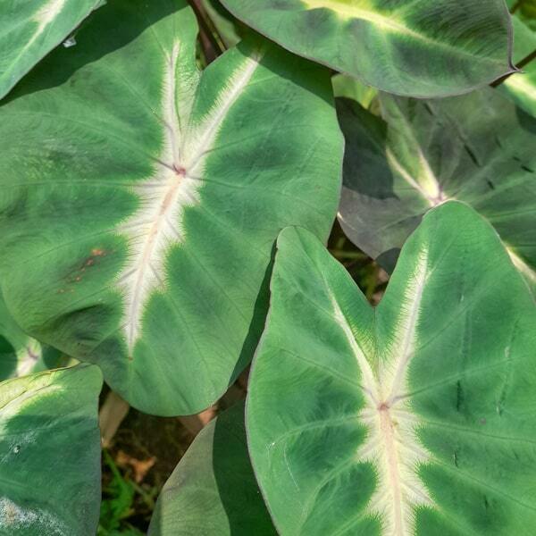 Colocasia TROPICAL STORM
