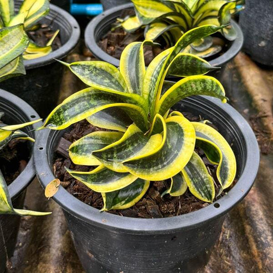 Sansevieria TSUNAMI