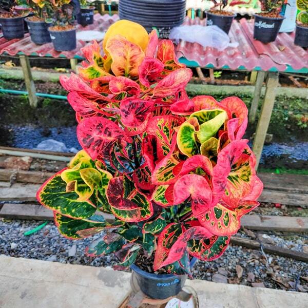 Croton TUANG NGERN