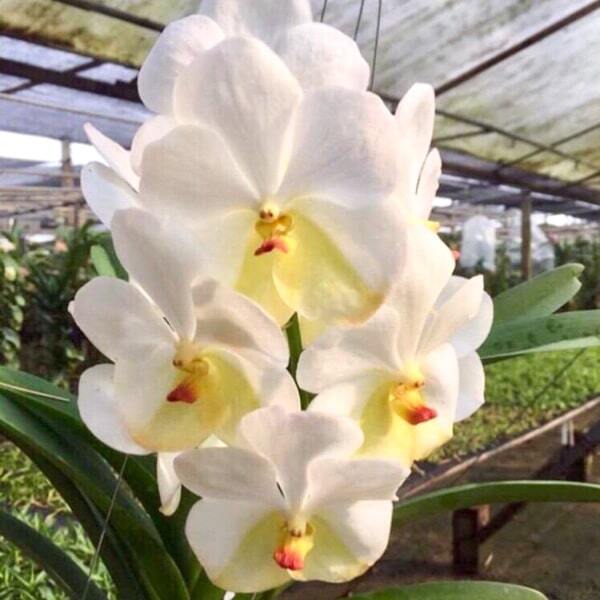 Vanda orchid V TUBTIM VELET X LUMPINI RED #99