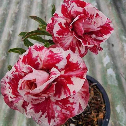 Adenium obesum TULIP