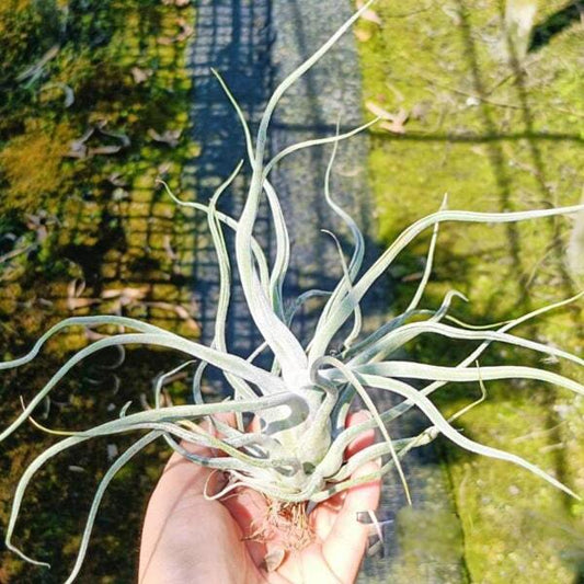 Tillandsia TY (ehlersiana x bulbosa) L